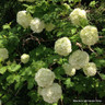 1 x Viburnum opulus (Guelder Tree) 40-60cm bare root - Single Plant