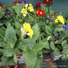 Polyanthus Mix (6 Pack)