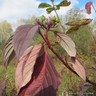 Cornus alba (Red Dogwood)