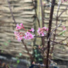 Viburnum bodnantense 'Dawn' - 10L