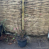 Viburnum bodnantense 'Dawn' - 10L