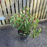 Prunus lus. 'Angustifolia' (Portuguese Laurel) 30-40CM (3L)