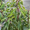 Prunus lus. 'Angustifolia' (Portuguese Laurel) 60-80cm (5L)
