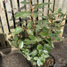 Elaeagnus ebb. 'Compacta' (60-80cm) 5L