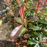 Photinia fraseri 'Carre Rouge' 10L (extra bushy)