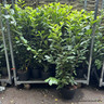 Prunus laur. 'Novita' 80-100cm (15L)
