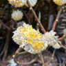 Edgeworthia chrysantha grandiflora (12L)