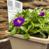 Aubrieta 'Glacier Violet' 1ltr pot