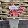 Heuchera Indian Summer 'Cranberry' 1ltr pot