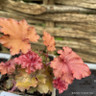 Heuchera Indian Summer 'Cranberry' 1ltr pot