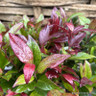 Leucothoe 'Zeblid' 2L