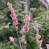 Salix gracilistyla 'Mount Aso' 5L