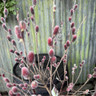Salix gracilistyla 'Mount Aso' 10L