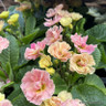 Primrose - double