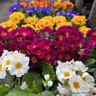 Polyanthus large