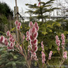 Salix gracilistyla 'Mount Aso' 2L