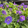 Geranium 'Rozanne' 2L