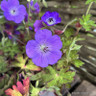 Geranium 'Rozanne' 2L
