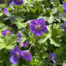 Geranium 'Rozanne' 2L