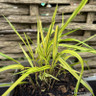 Hakonechloa macra. Aureola 2L