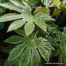 Fatsia Spider's Web (special)