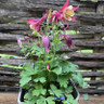 Aquilegia mixed