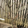 Acer palm. 'Skeeters Broom' (p19)