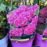 Hydrangea Macrophylla (2L)