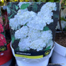 Hydrangea Macrophylla (2L)