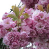 Prunus 'Kanzan' 80cm stem (5L)