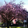 Prunus 'Kanzan' 80cm stem (5L)