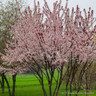 Prunus x cistena (Purple-leaf Sand Cherry) 80cm stem (5L)