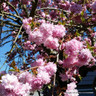 Prunus 'Kiku Shidare-Zakura' (Weeping Cherry) 80cm stem (5L)