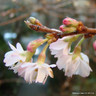 Prunus autumnalis 'Rosea' (Flowering Cherry) 80cm stem (5L)