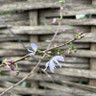 Prunus autumnalis 'Rosea' (Flowering Cherry) 80cm stem (5L)