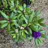 Rhododendron 'Marcel Menard'  5L
