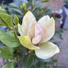 Magnolia 'Sunsation' 80cm stem (5L)