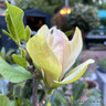 Magnolia 'Sunsation'