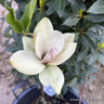 Magnolia 'Sunsation'