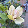 Magnolia 'Sunsation'