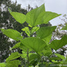 Catalpa bignoides 'Aurea' (Golden Indian Bean Tree) 10/12cm potted