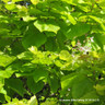 Catalpa bignoides 'Aurea' (Golden Indian Bean Tree) 100-125cm (10L)