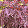 Acer 'Sumi Nagashi' (50L)