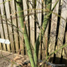 Acer palmatum 'Metamorphosa' (20L)