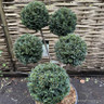 Taxus 'Hopken's Gigant' (English yew) pom-pom topiary