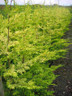 Leylandii, Golden (x Cupressocyparis leylandii 'Excalibur Gold) - 175/200cm (30L)