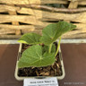 Alcea rosea ‘Nigra’ (Hollyhock) 1ltr pot