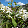 Amelanchier 'Ballerina' 10/12cm (70L)