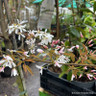 Amelanchier 'Ballerina' POTTED