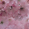 Prunus 'Accolade' (Flowering Cherry) 10/12cm (45L)